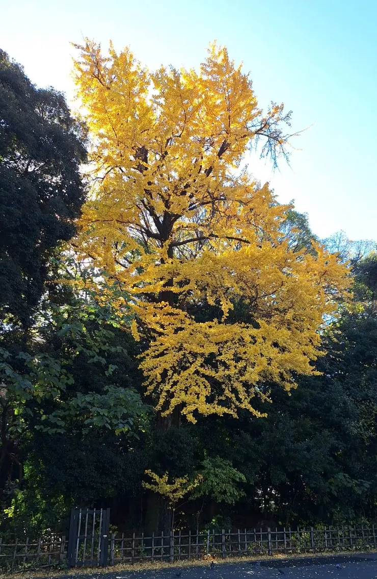 冬天的銀杏(攝於日本名古屋)