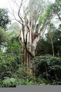 65號橋附近的二萬平巨木也是登山徑上的地標