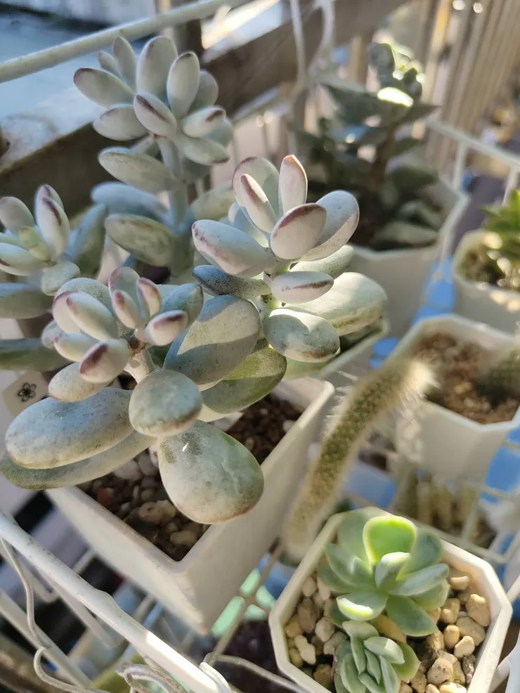 兵乓福娘會比福娘錦好顧些，第二年度夏