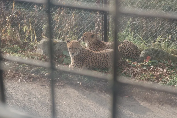 園區內還有一臉厭世的花豹喔