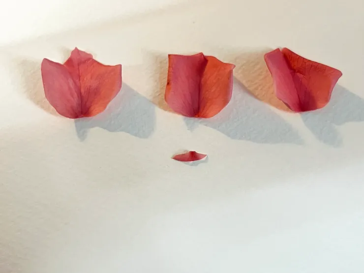 花瓣底部修剪弧形