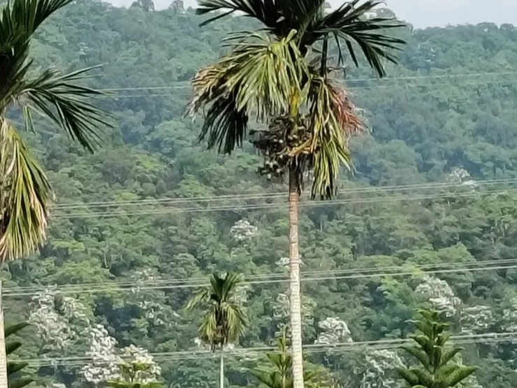 我家三樓外可觀看到的