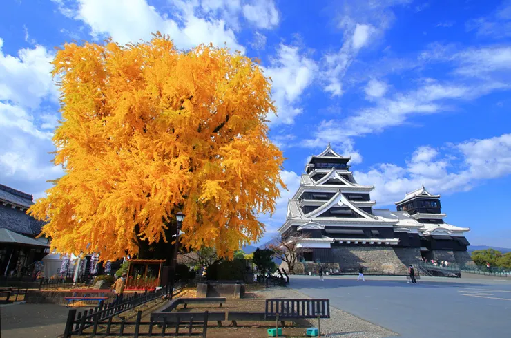 千年銀杏樹圖源如連結