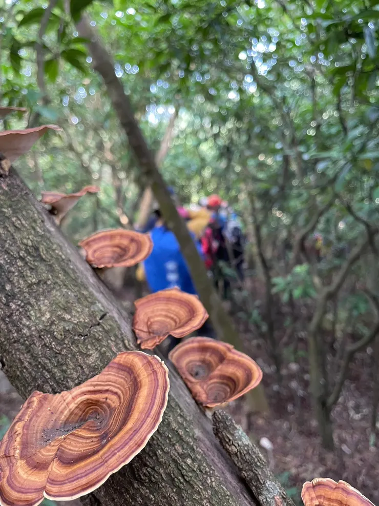 很搶鏡頭的菇菇