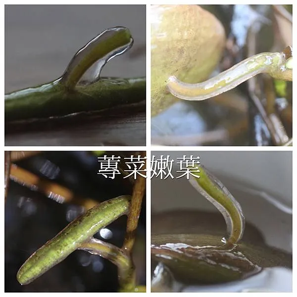 蓴菜吃的是沉在水裡的嫩葉，捲起來尚未展開，外面有一層果凍包覆的黏液。這層黏液是蓴菜用來抵禦害蟲啃咬的機制。