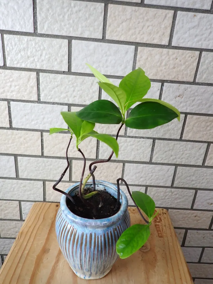 新店崇光社大114.06.25