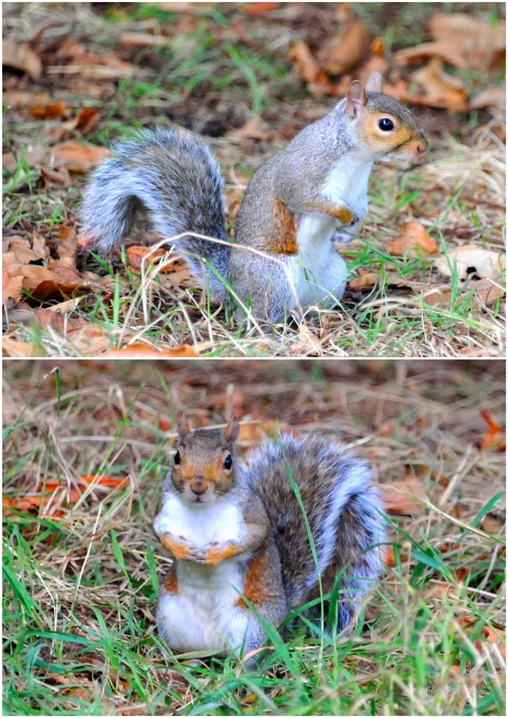 【多少歷史風雲暫抛卻閒看松鼠】