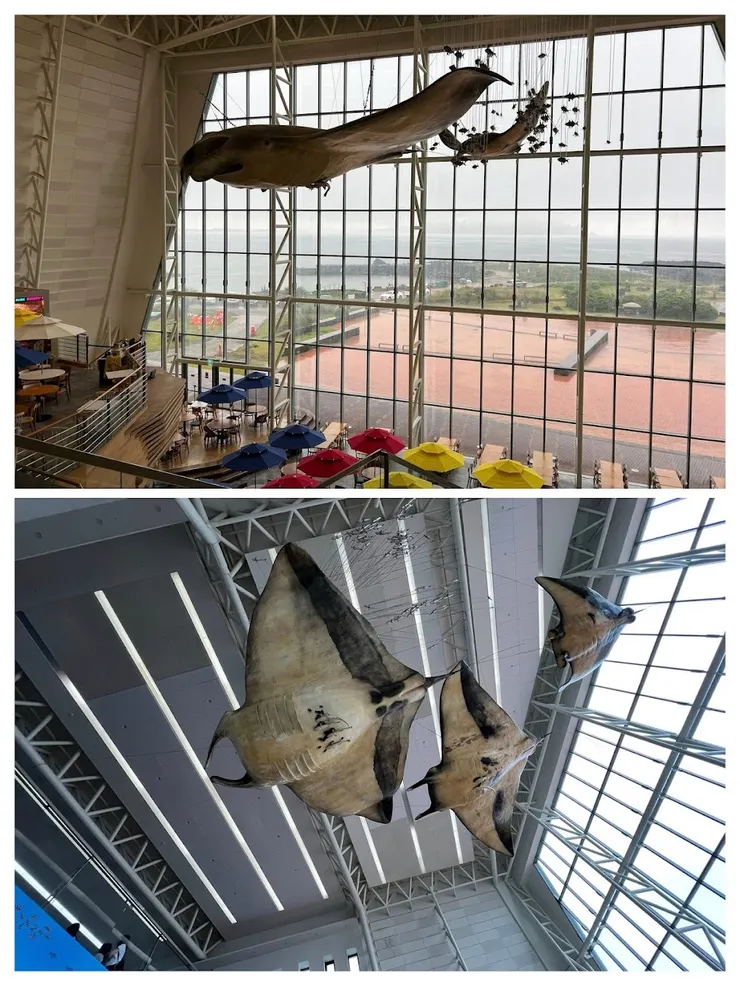 天花板上懸掛著各種海洋生物的模型