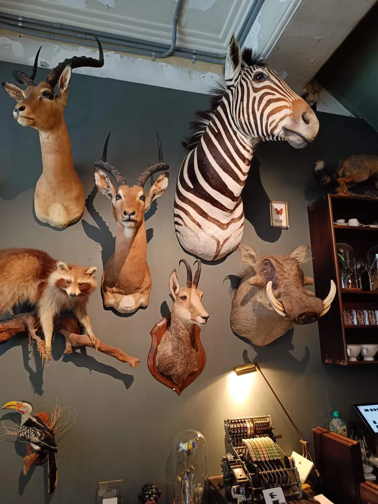 任誰看到這牆上掛滿的動物標本，都會閤不攏嘴