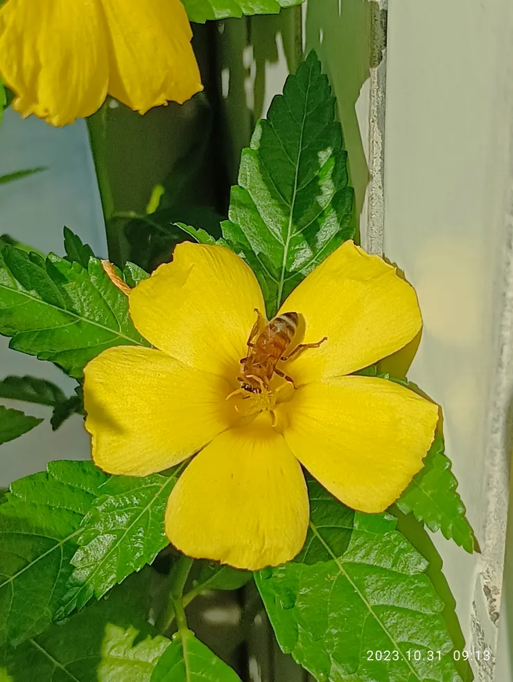 棣棠花開在門前，日日招蜂引蝶，自拍攝