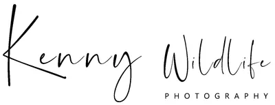 Kenny Wildlife Photography