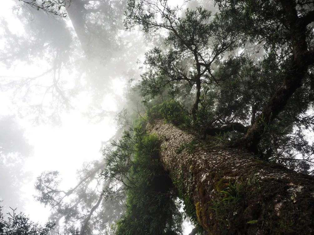 一個森林女孩的一座永續森林