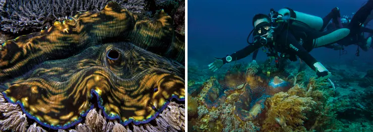 TO 'GO泛遊情報網站