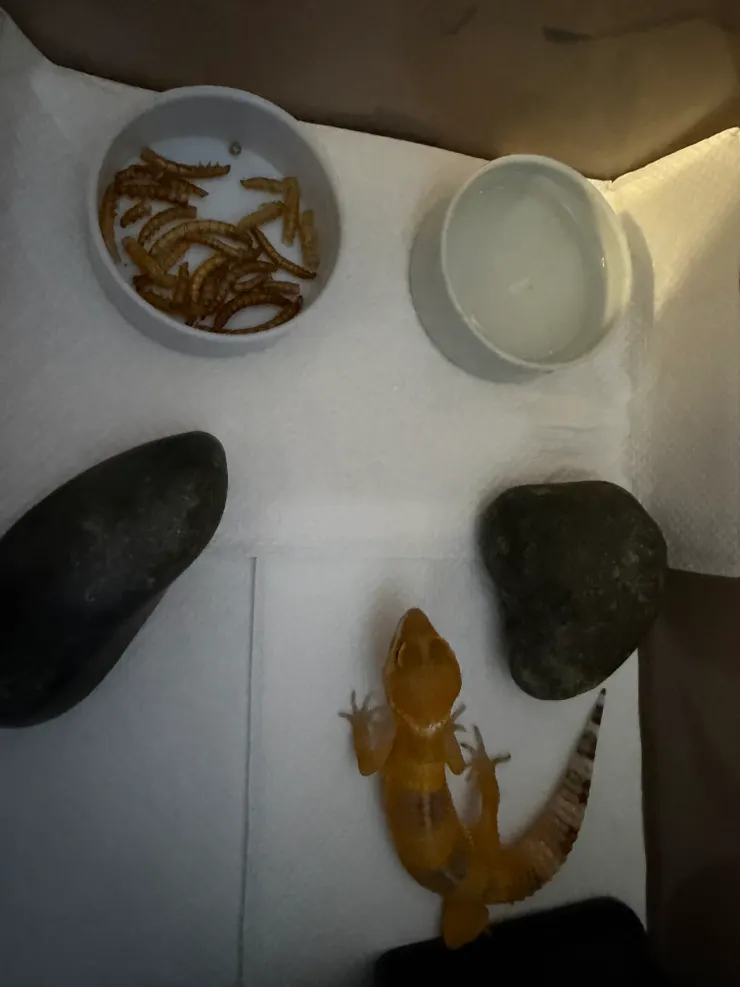 今早被我家萌寵嚇壞，以為牠上天了，怎麼沒有動靜？原來也只是賴床（鬆了一口氣）