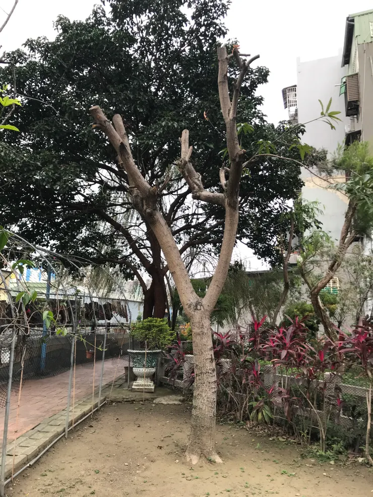 新莊後德公園的阿德