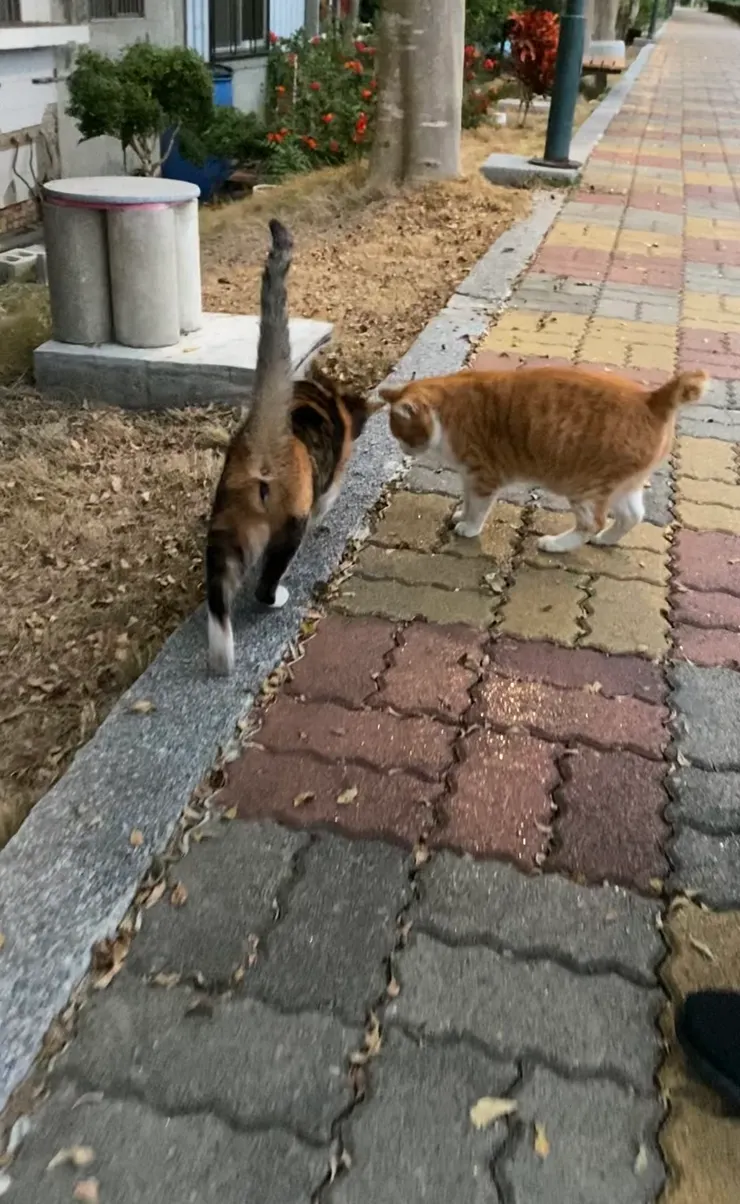 看似黏踢踢的兩隻🐱🐱