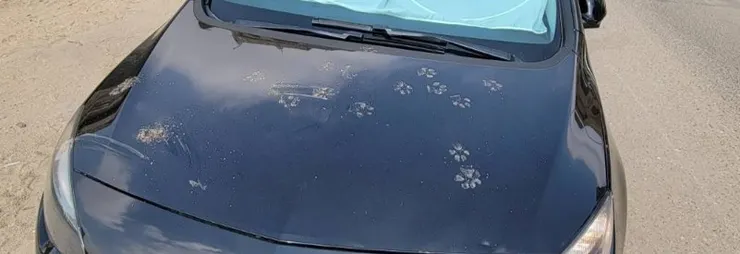 超可愛的泥掌印(筆者自攝)