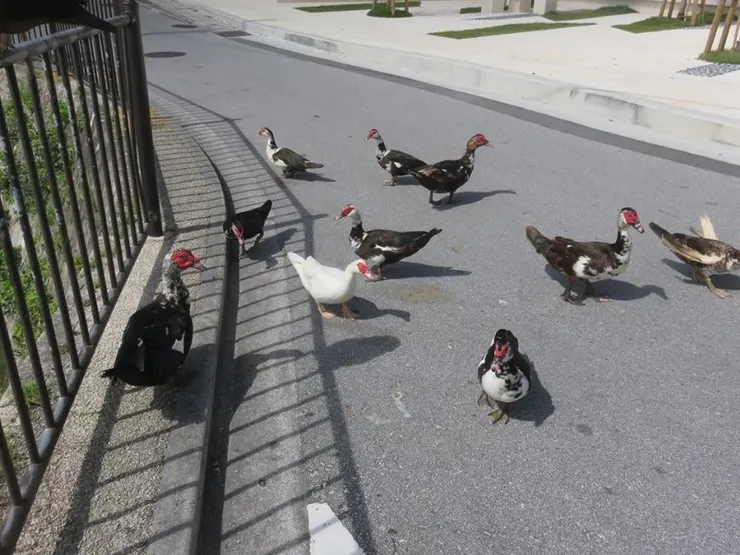 鏡頭來到首里附近，一群沖繩鴨（？）