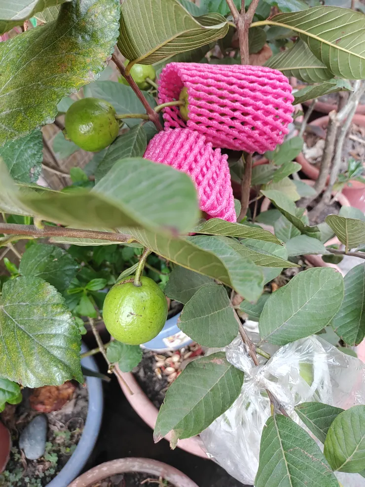 水果？