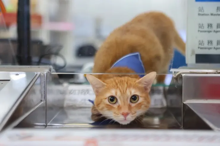 Sourse：高雄捷運