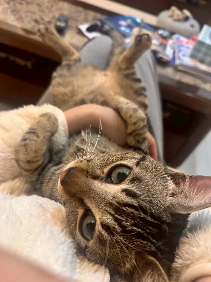 我家主子叫Kano，有夠皮蛋貓