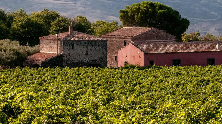 常見的紅酒(紅葡萄酒)品種有哪些