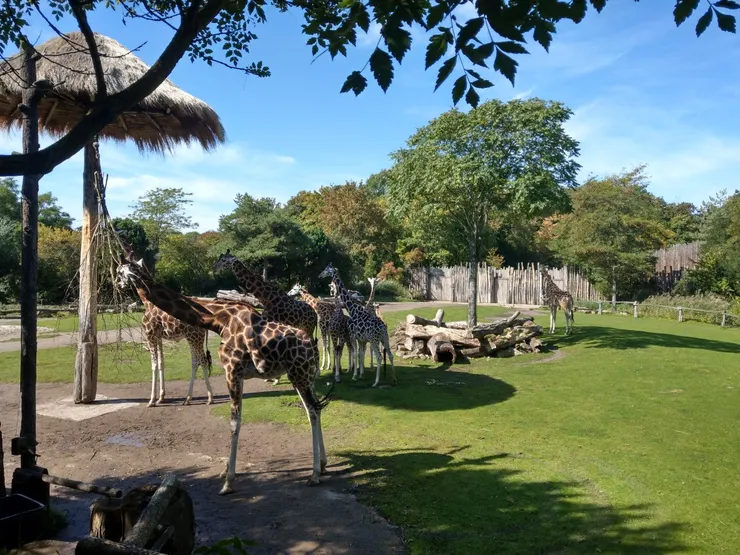 長頸鹿、斑馬、鴕鳥的窩