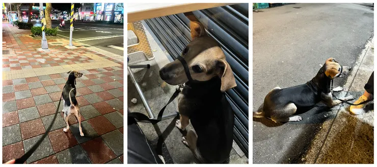 散步、接著就到路邊的日本料理