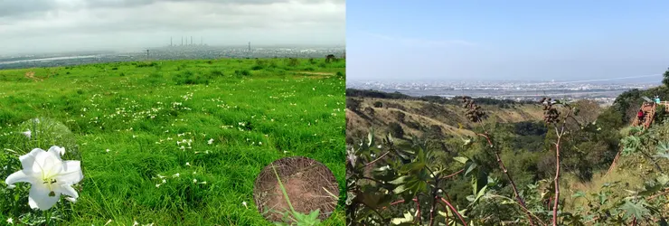 南寮台灣百合的盛衰