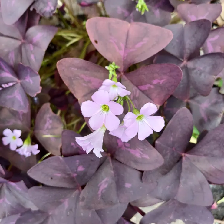 紫葉酢漿草/瘋愛拍攝