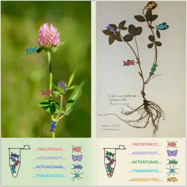 植物標本。圖片取自Current Biology。