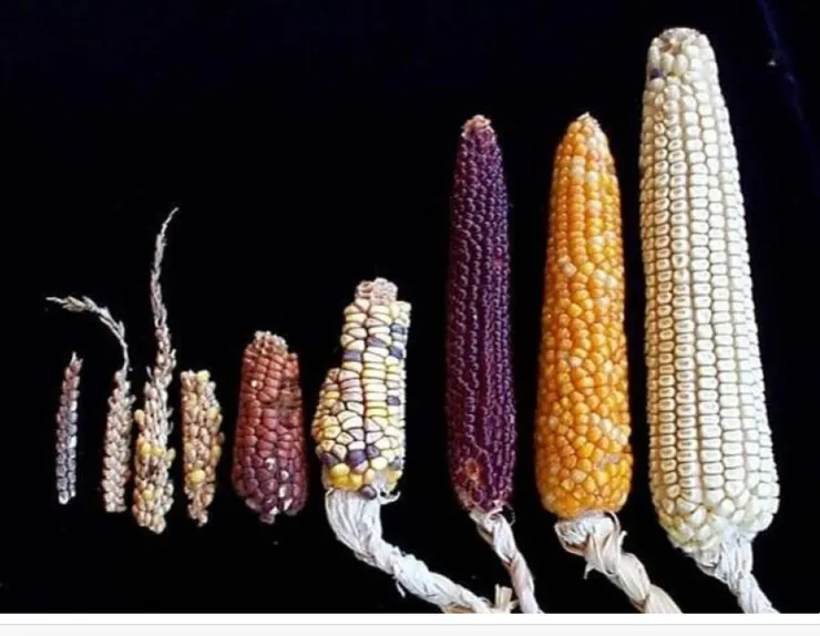 玉米整整齊齊的一家，最左邊應該是祖先