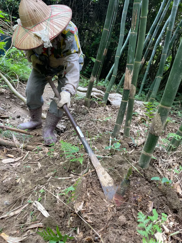 阿媽割竹筍的英姿
