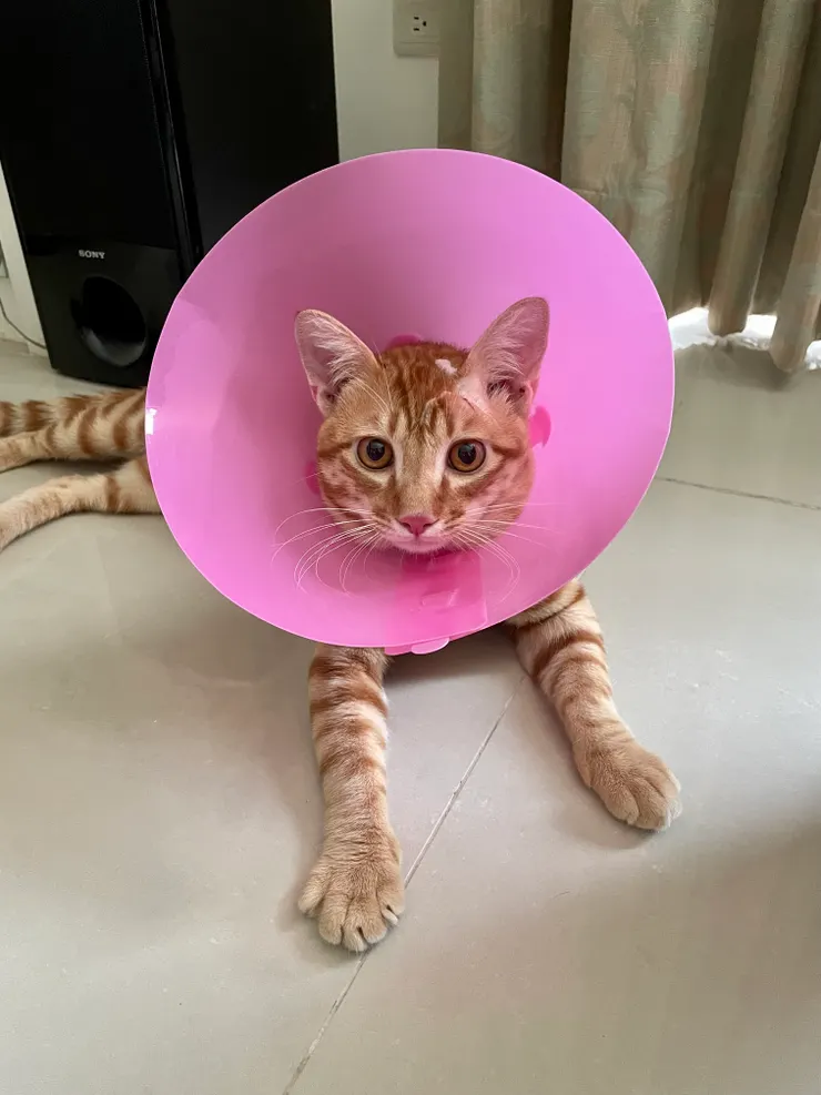 10 個月大時去絕育，術後戴著頭套，看起來好像有點不一樣？