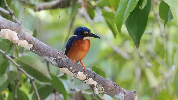 翠鳥都是愛在固定位置進行捕獵