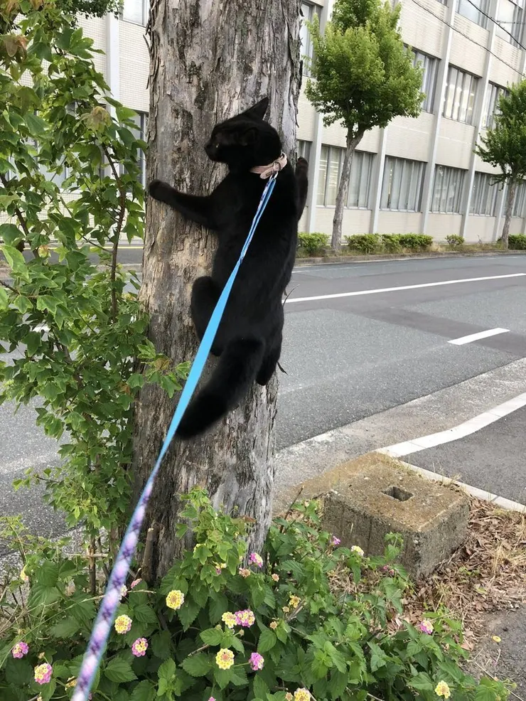 這是東廠成立的子公司，稱為「黏竿處」～呵呵，名滿天下的雍正特務血滴子，剛開始是抓蟬的