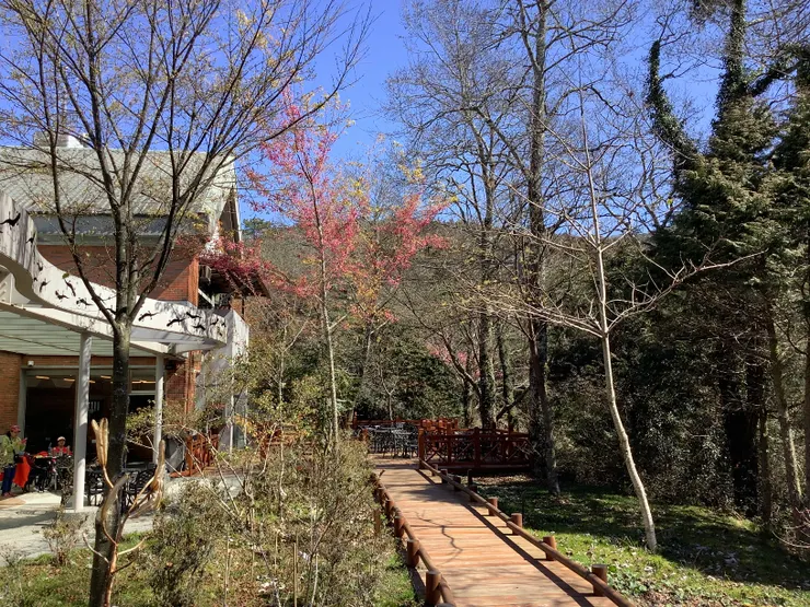 圖一：家人關係的新階段像阿里山的美景一樣