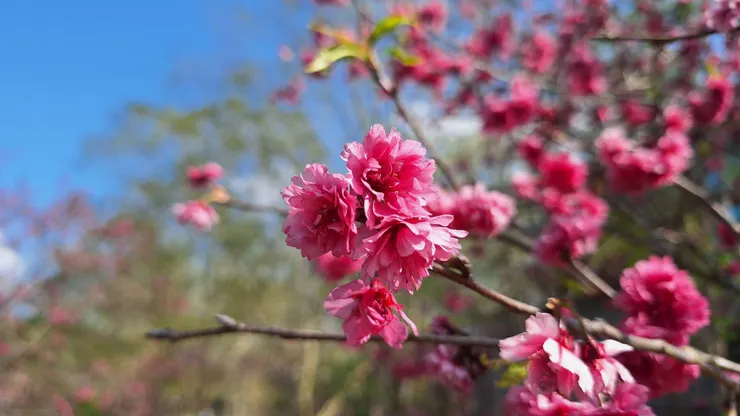 暨南大學櫻花區的櫻花