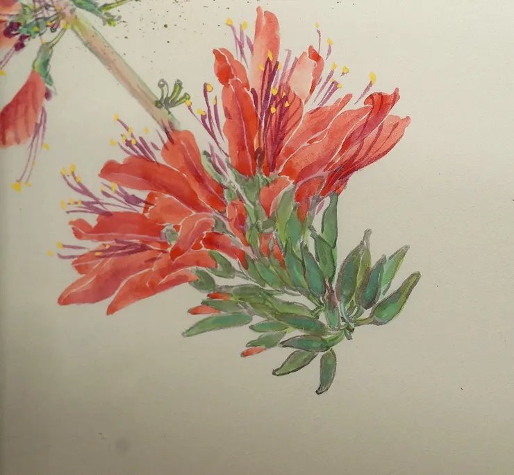 〈莿桐花開〉局部－莿桐花