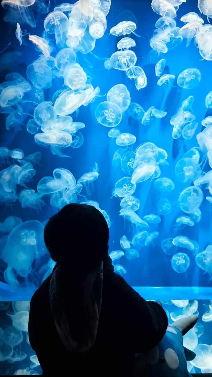 小哈利對水母也很感興趣