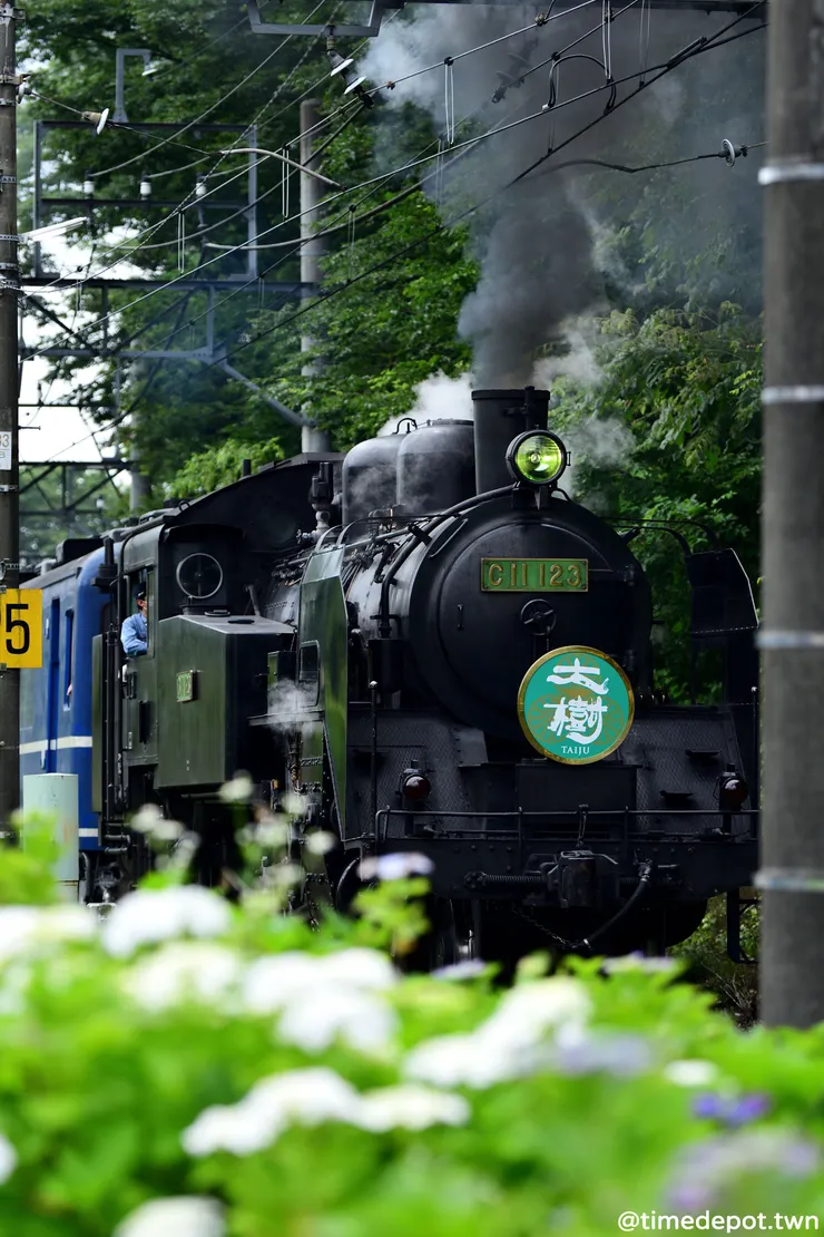 SL大樹特別慢行通過，讓乘客可以慢慢欣賞繡球花