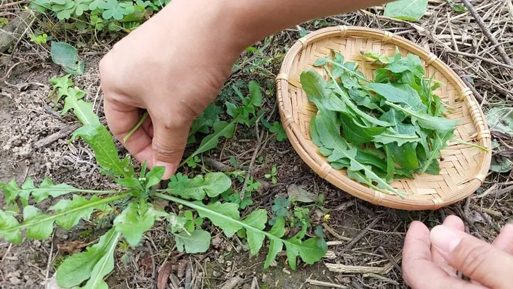 薺菜與幼年蒲公英頗為相似。薺菜有兩種葉子:長在基部的齒狀葉與長在莖上的狹長葉