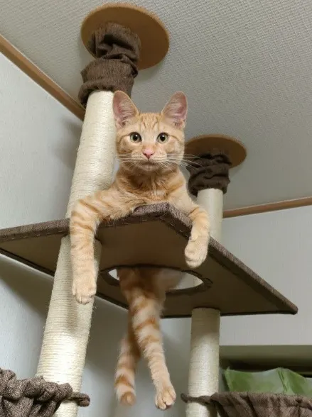 德國竣寶GimCat-超級維他命膏(專業版) 讓貓咪時刻保持活力及健康