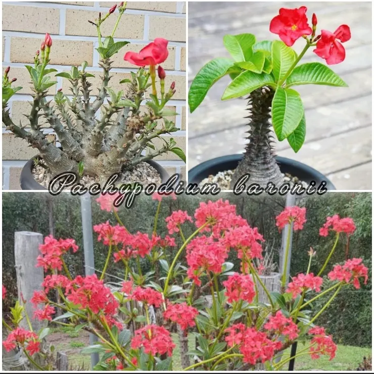 溫莎瓶幹Pachypodium windsorii