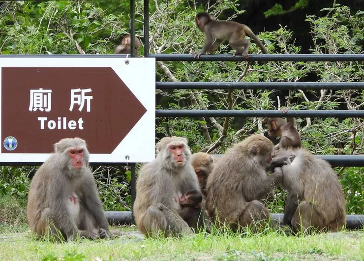 啥，你說他躲廁所不出來，總比失蹤去阿根廷好……