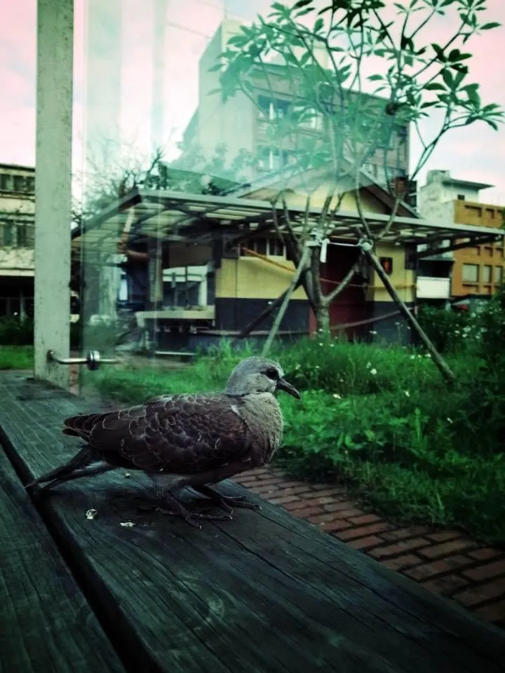 鴿子照片|默默書店 拍攝