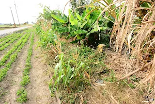 裝車場支線分歧處的轉轍器(往新港方向拍)