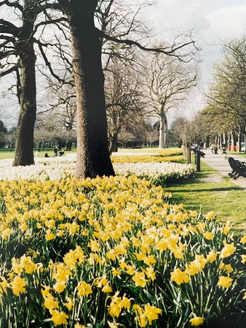 英國的春天，三月已經是水仙花盛開的季節。（作者拍攝於倫敦聖詹姆士公園）