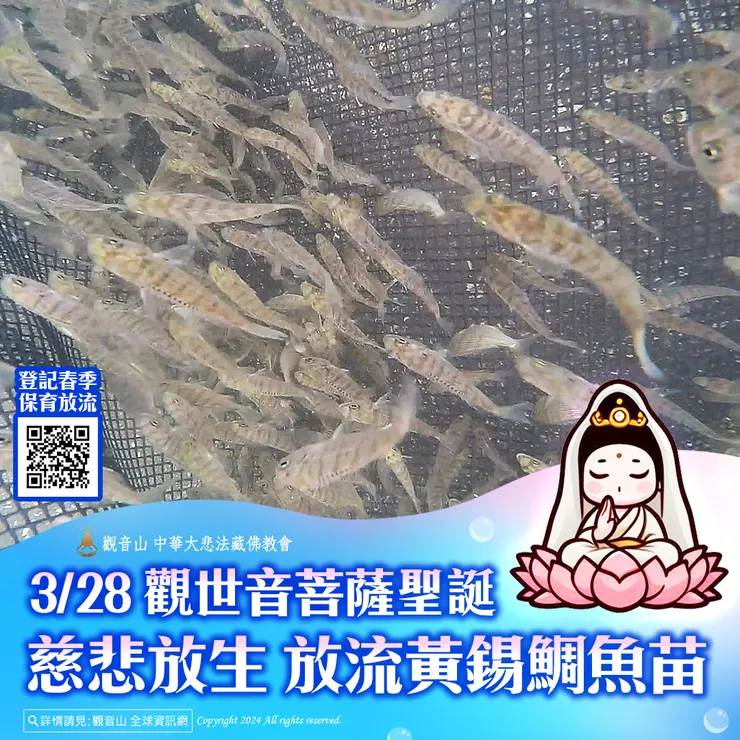 3月28日 觀世音菩薩聖誕慈悲放生 觀音山放流黃錫鯛魚苗