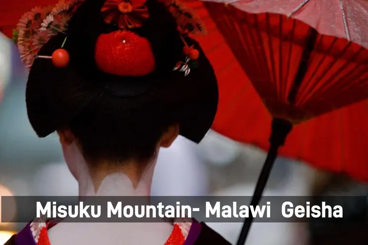 【水洗】馬拉威 密蘇庫 維納斯 藝伎  (淺焙)